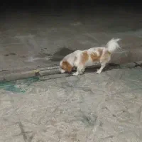 سگ پا کوتاه
