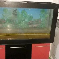 آکواریوم به همراه تمامی لوازم