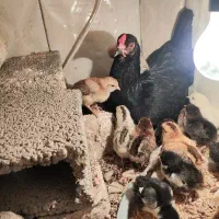 تخم نطفه دارگلین