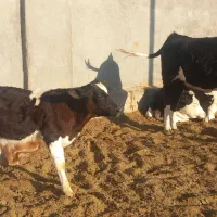 گوساله وگاو شیری|حیوانات مزرعه|باشتین, |دیوار