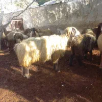 قوچ بختیاری کری لنگ دوقلو|حیوانات مزرعه|دهدشت, |دیوار