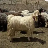 فروش بزغاله