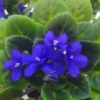 گل بنفشه آفریقایی|گل و گیاه طبیعی|کرج, شاهین‌ویلا|دیوار