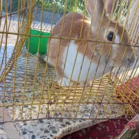 خرگوش ناز خونگی