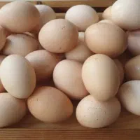 تخم مرغ محلی تازه نطفه دار
