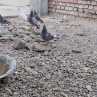 کبوتر پلاکی و تهرانی