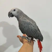 خرید فروش طوطی گرینچیک راهب کاسکو اکلکتوس خورشیدی|پرنده|تهران, صاحب الزمان|دیوار