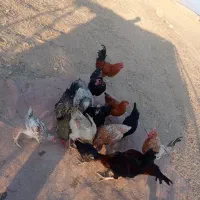 مرغ خروس|پرنده|آبدانان, |دیوار
