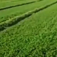 تخم علف بمی محلی اصلی کشاورز|خدمات باغبانی و درختکاری|کهنوج, |دیوار