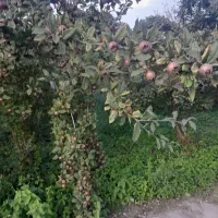 اجاره سوئیت گوراب زرمیخ|اجارهٔ کوتاه‌مدت آپارتمان و سوئیت|گوراب زرمیخ, |دیوار
