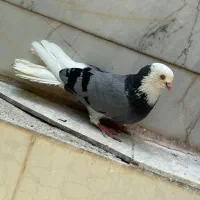 شازده شکار