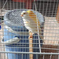 سهره قناری|پرنده|فشاپویه, |دیوار