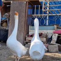 قوقازاوکراینی|حیوانات مزرعه|آبادان, |دیوار