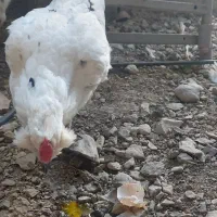 مرغ گلین اصل