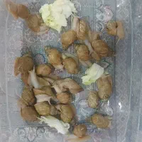 فروش حلزون پرورشی