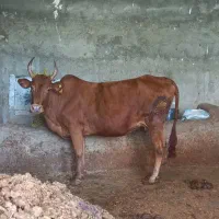 گاو ابست درجه 1