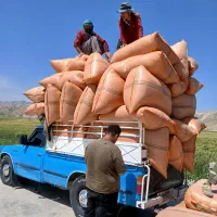 یونجه خرمنکوب شده