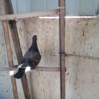 تعدادی کبوتر|پرنده|نیشابور, مدرس|دیوار