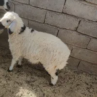 گوسفند با بره