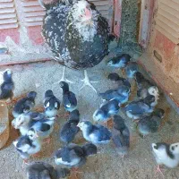 فروش تخم مرغ نطفه دار و جوجه گلین پنگوئنی