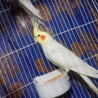 فروش یک عددعروس نر|پرنده|نالوس, |دیوار