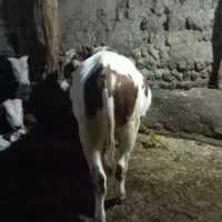 گوساله نر سیمینتال