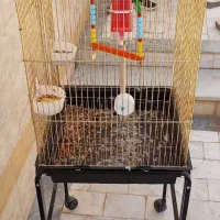 قفس فروشی|لوازم جانبی حیوانات|طبس, |دیوار