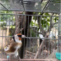 سهره نر حلقه پا|پرنده|آستارا, |دیوار