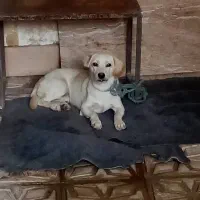 سگ پا کوتاه