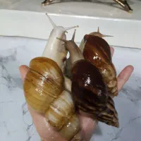 حلزون کلکسیونی