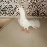 کفتر|پرنده|قم, باغ شازده|دیوار