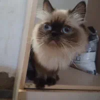 گربه هیمالیا|گربه|اهواز, کیانپارس |دیوار