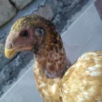 جوجه  لاری افغان اصیل