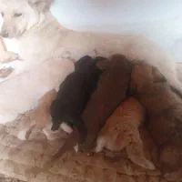 توله پا کوتاه