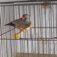 فنج شارکول