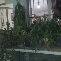 گل وگیاه طبیعی|گل و گیاه طبیعی|شیراز, احمدآباد|دیوار