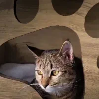 واگذاری گربه|گربه|تهران, تهرانسر غربی|دیوار