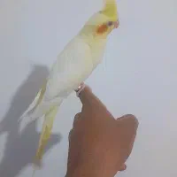 جوجه عروس دستی ، شاه تخم|پرنده|اصفهان, منتظرالمهدی|دیوار