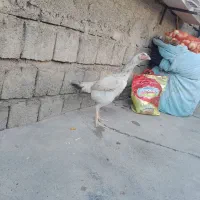 2 عدد مرغ لاری خارجی|حیوانات مزرعه|سقز, |دیوار