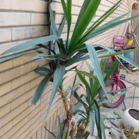 گل وگیاه طبیعی یوکا|گل و گیاه طبیعی|شاهینشهر, فردوسی|دیوار