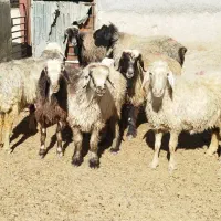 ۷راس میش بره دار و آبستن|حیوانات مزرعه|شیراز, علی آباد|دیوار