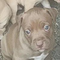 توله سگ پیتبول اصیل