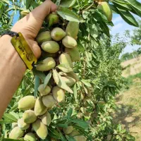 فروش نهال شناسه دار بادام تونو فقط(۴۵هزار)|خدمات باغبانی و درختکاری|دلیجان, |دیوار