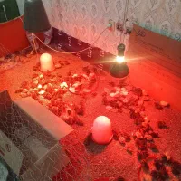 جوجه بلدرچین ۳۵روزه وجوجه برهماو...