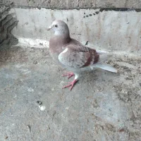 کبوتر دوبر بالا