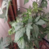 گل سینگینوم یا گوش گرگی