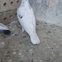 سار سفید بلژیکی هرسه نر جوانه