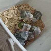 جوجه گرینچیک دبل رد|پرنده|مشهد, ابوذر|دیوار