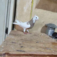 طوقی|پرنده|بندر ماهشهر, |دیوار