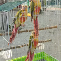 جوجه گرینچیک آناناسی دبل رد و ملنگو|پرنده|رشت, گلسار|دیوار